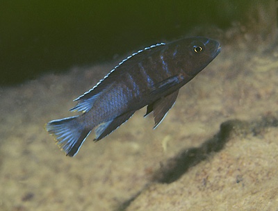 Chindongo longior 'Thumbi Point'